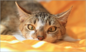 <p>Mia</p>